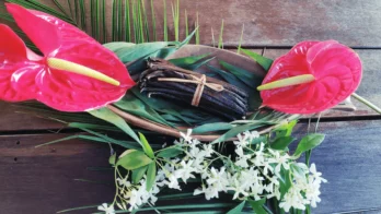 Vani Saveurs Madagascar Gousses de Vanille Bourbon Noire Gourmet Naturelles